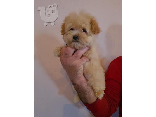 PoulaTo: Κουτάβια Maltipoo